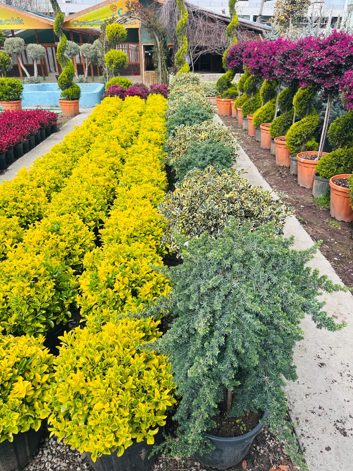 Can Çiçekçilik Fidanlık