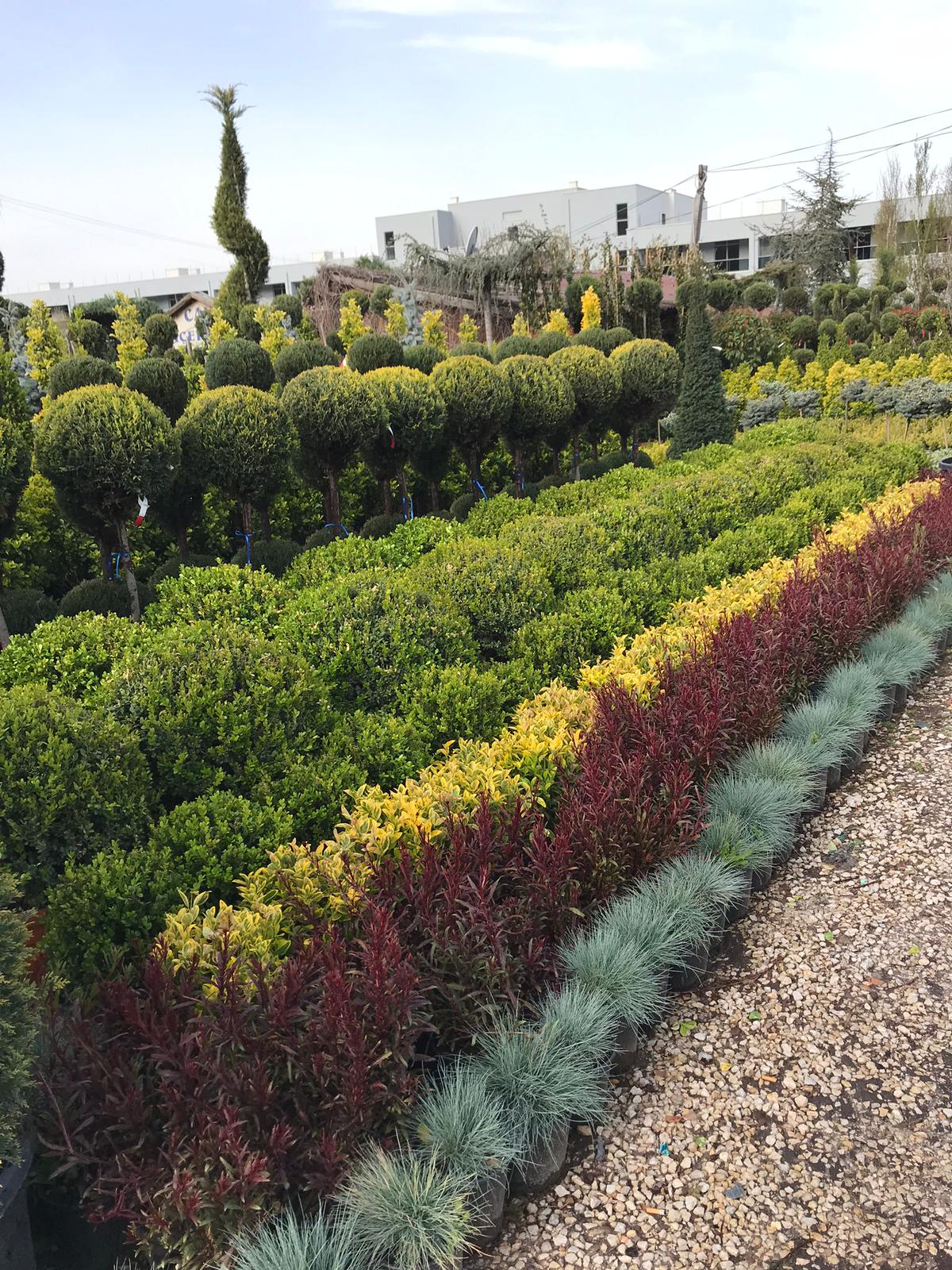 Villa Bahçe Düzenleme