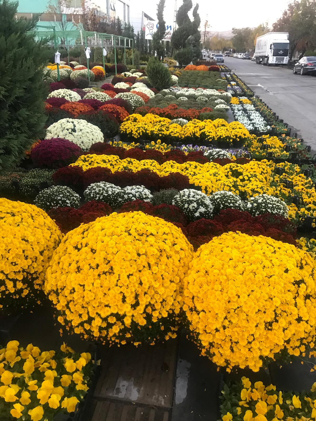 Kurumsal Peyzaj Alanı