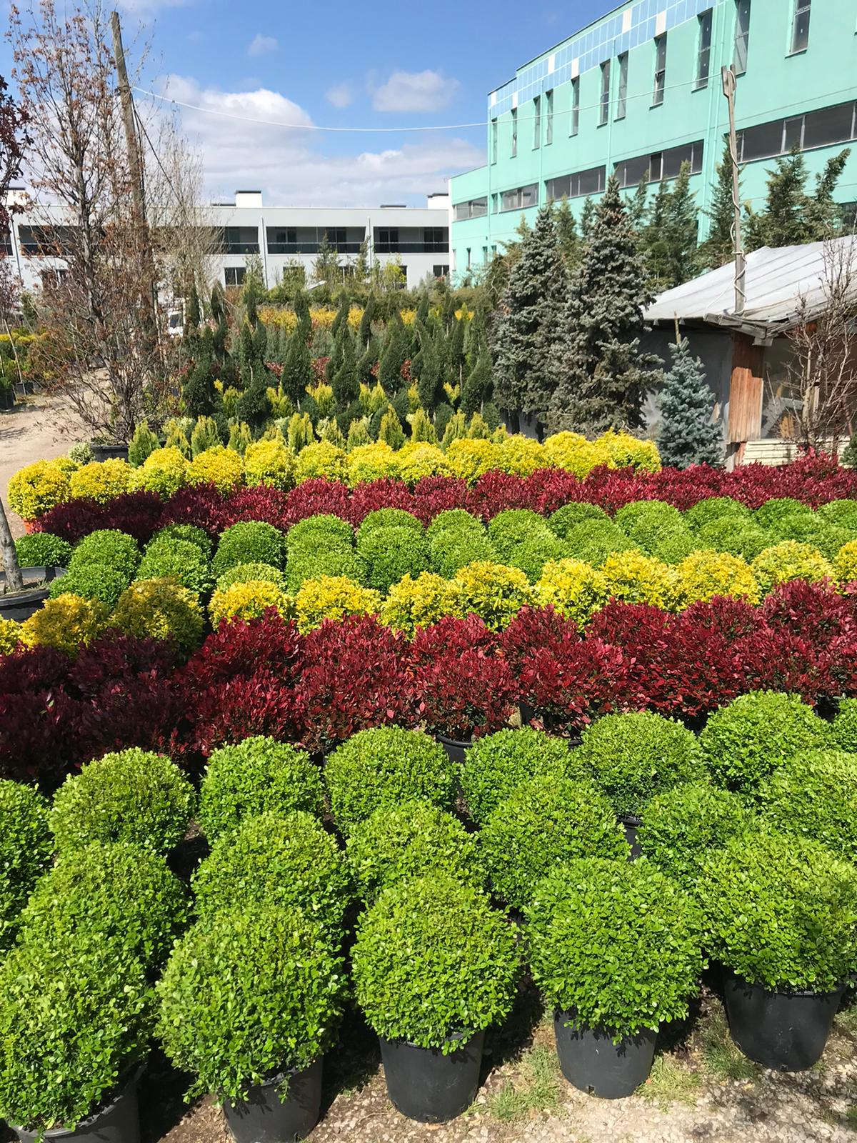 Rulo Çim Uygulaması